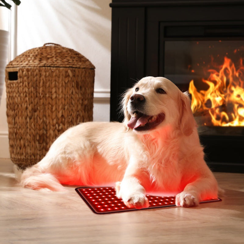 Non-invasive dog arthritis pain relief
Red light therapy for pet wound healing
Canine hip dysplasia light therapy
Post-surgery muscle recovery for dogs
Natural anti-inflammatory for senior pets
Ligament repair support for dogs
Handheld red light therapy for animals
At-home vet-recommended light therapy
Portable infrared pet healing wand
Drug-free pet pain management tool
